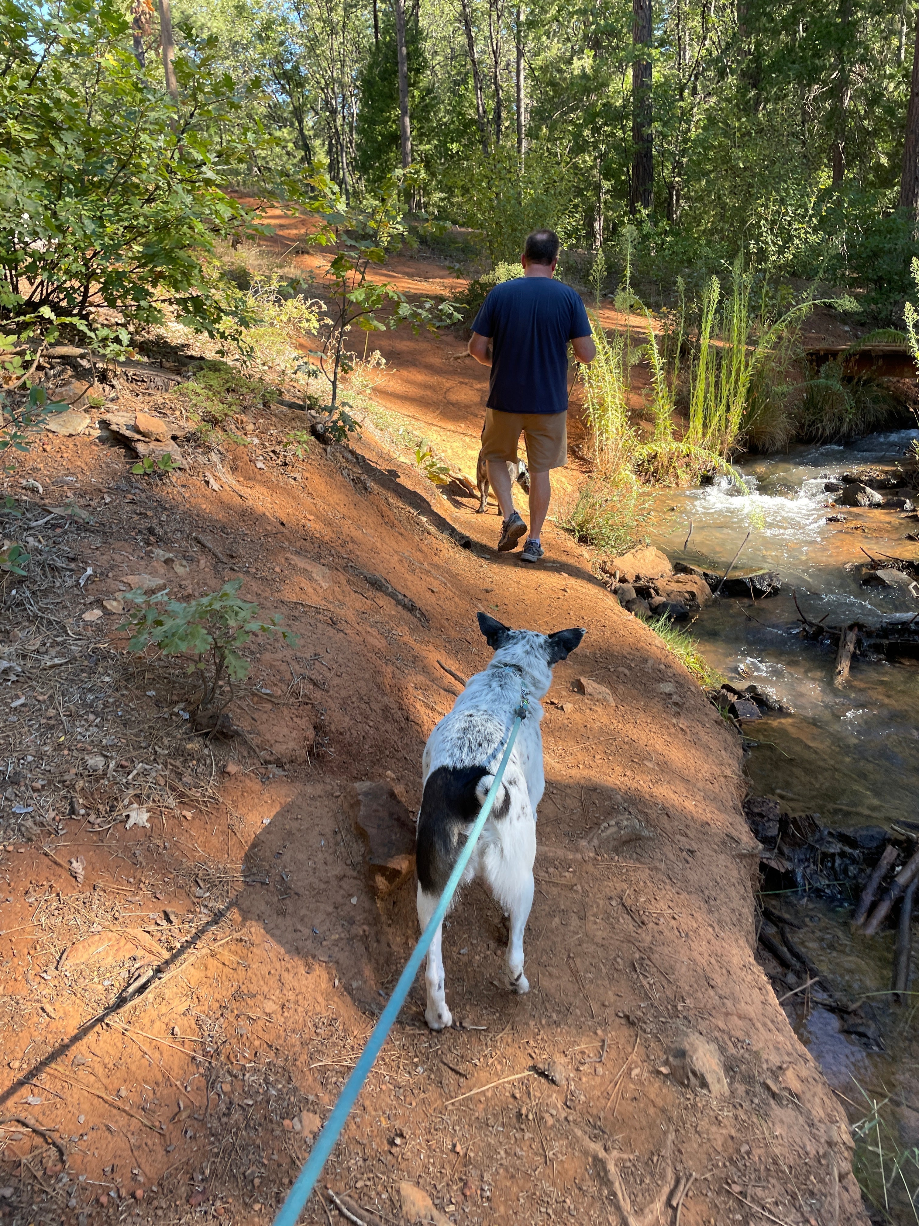 dogs on trail hiking